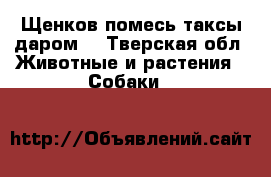 Щенков помесь таксы даром  - Тверская обл. Животные и растения » Собаки   